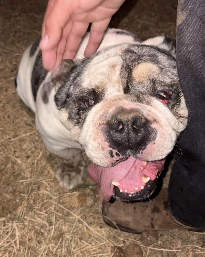 A young large-sized male Merle (Blue) English Bulldog dog named Frank the Tank for adoption in San Rafael, CA