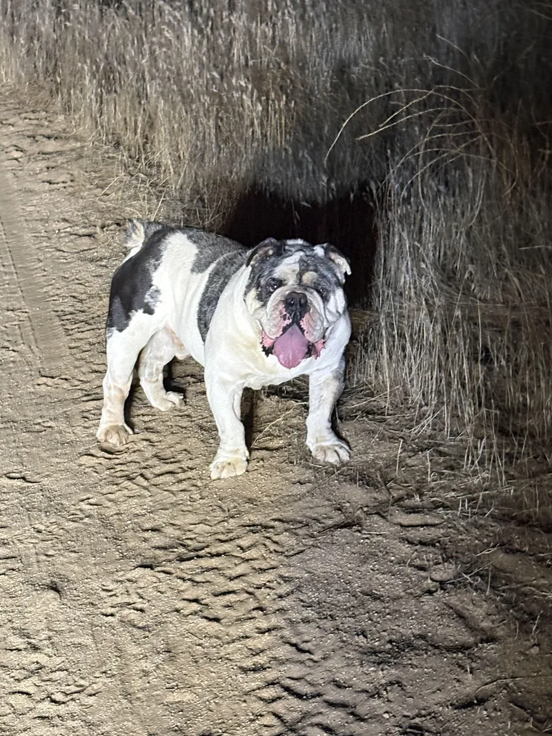 Frank the Tank thumbnail 2