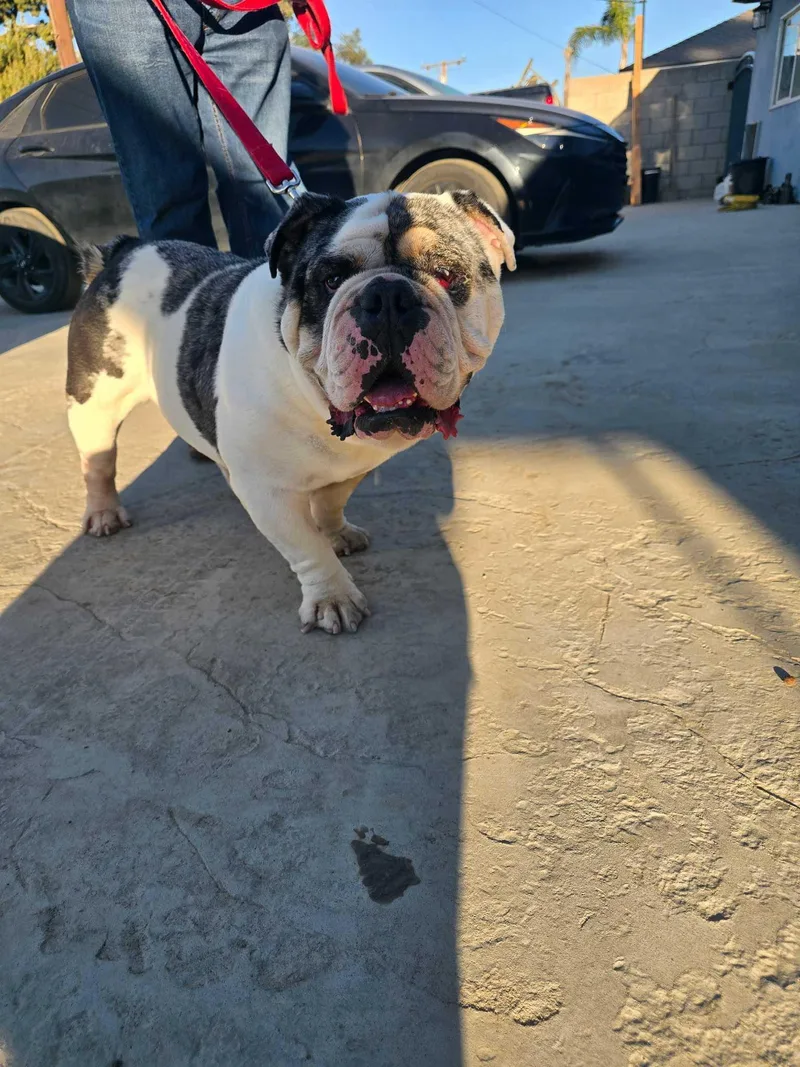 Frank the Tank thumbnail 3