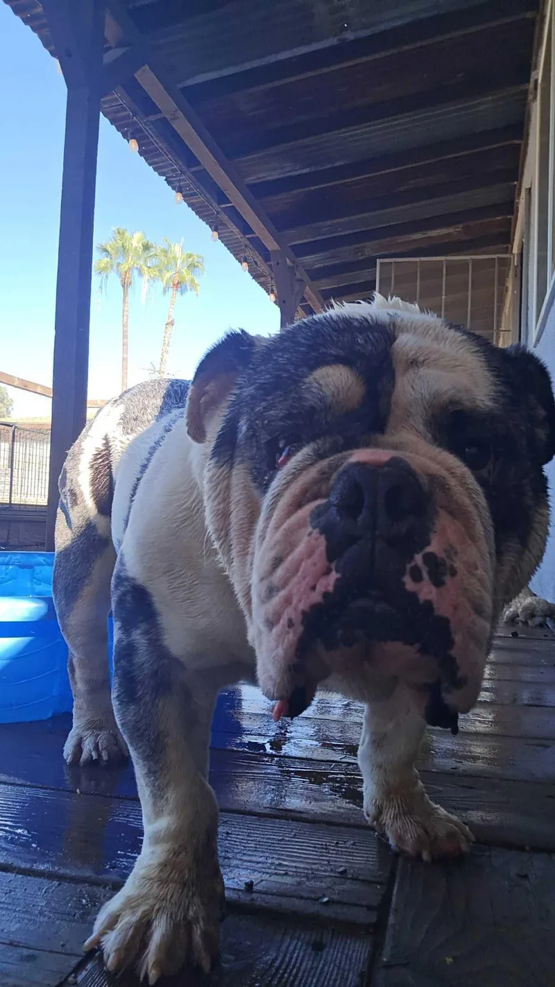 Frank the Tank thumbnail 5