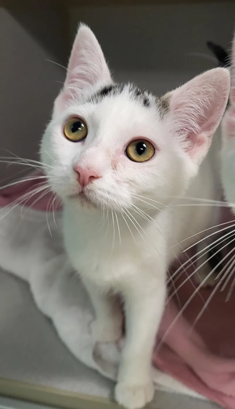 A baby medium-sized female White Domestic Short Hair cat named Ace Hardware for adoption in Grayslake, IL