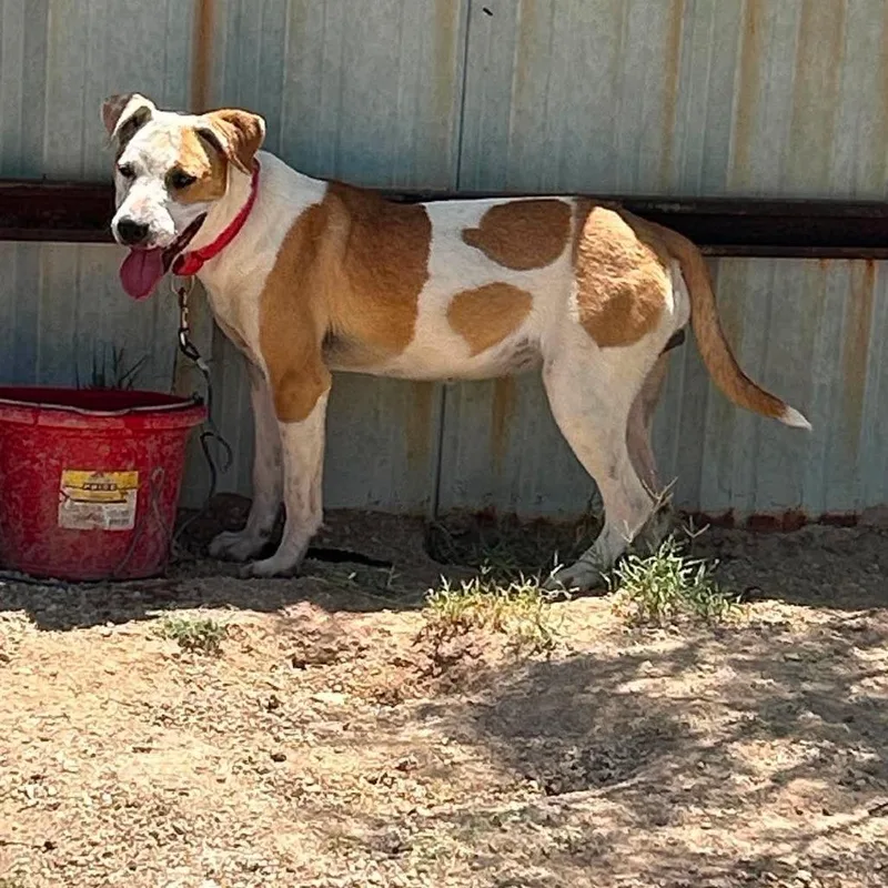A young small-sized female White / Cream Pit Bull Terrier dog named Love for adoption in Odessa, TX