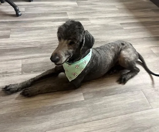 An adult large-sized male Poodle dog named Rooster for adoption in Winter Haven, FL