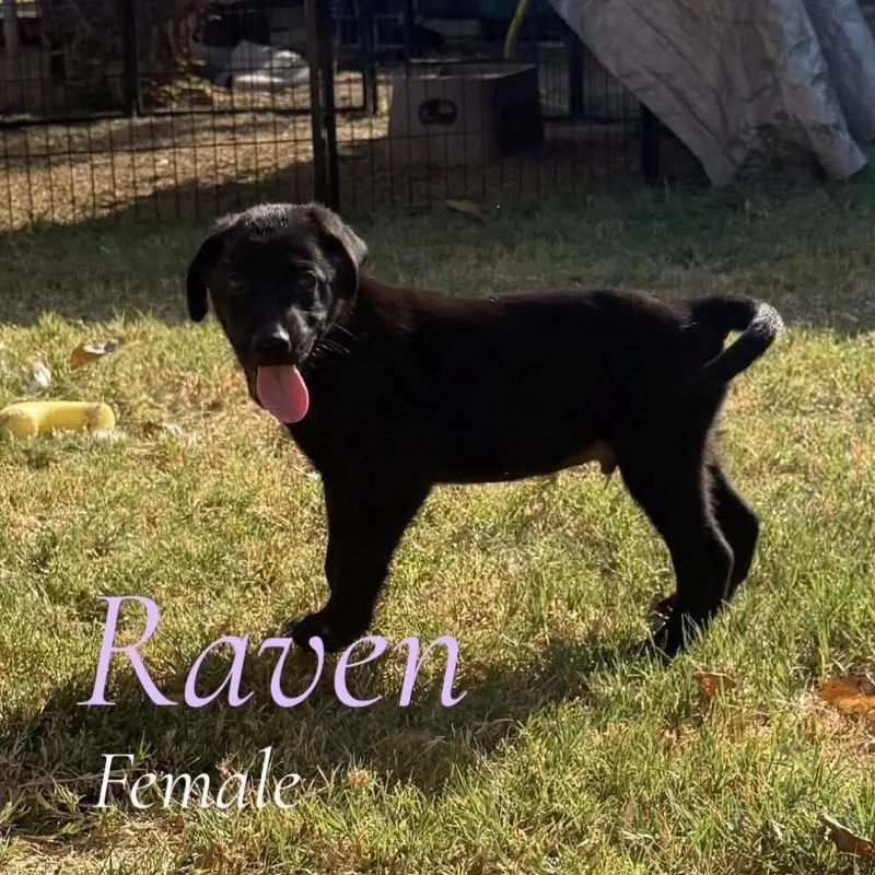 A baby small-sized female Black German Shepherd Dog dog named Raven for adoption in Tulsa, OK