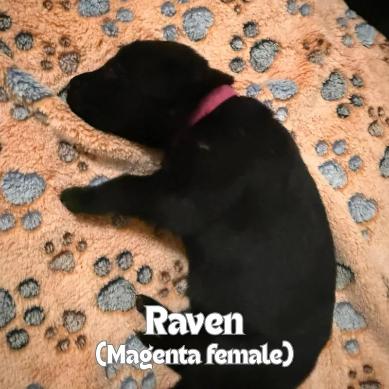 Raven thumbnail 2