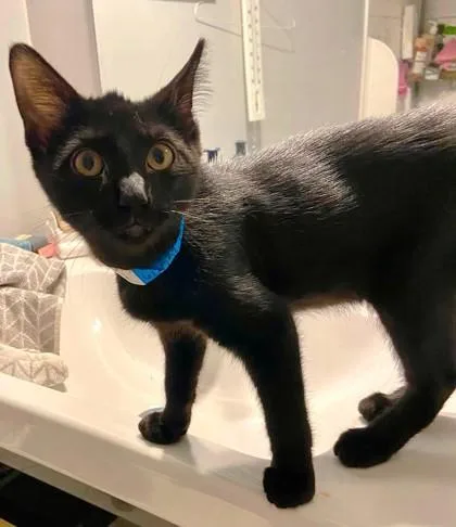 A baby small-sized male Black Domestic Short Hair cat named Bermuda for adoption in Kansas City, MO