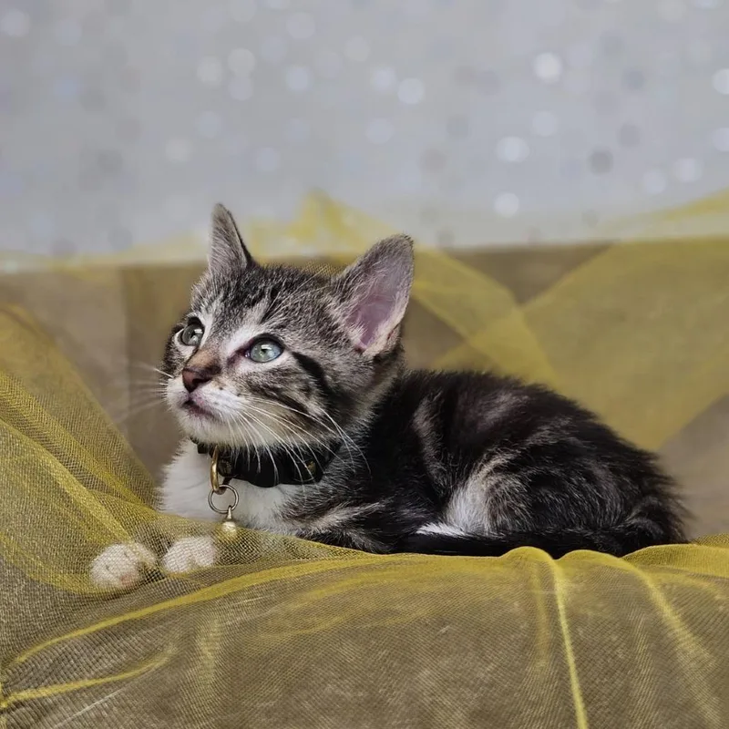 A baby small-sized male Gray / Blue / Silver Domestic Short Hair cat named BerliozC for adoption in East Saint Louis, IL