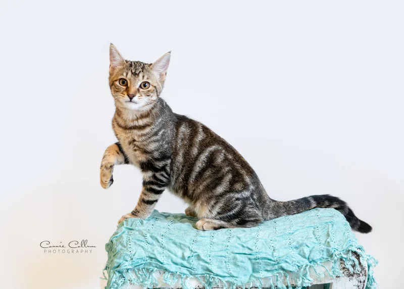 A young medium-sized female Tabby (Brown / Chocolate) Domestic Short Hair cat named Belle for adoption in Homewood, AL