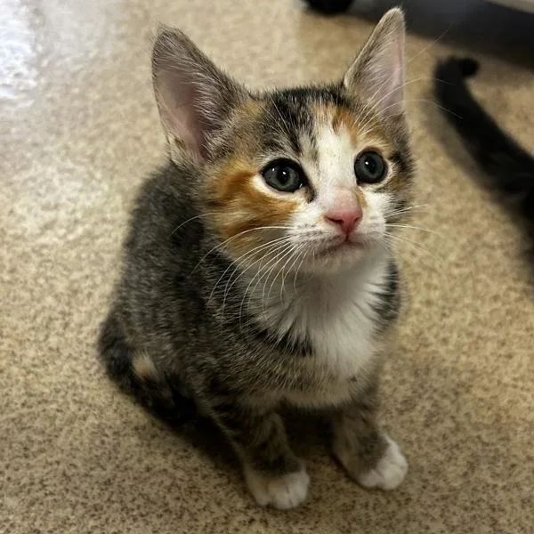 A baby medium-sized female Domestic Short Hair cat named Gold Metal Ribbon for adoption in Oakland, CA