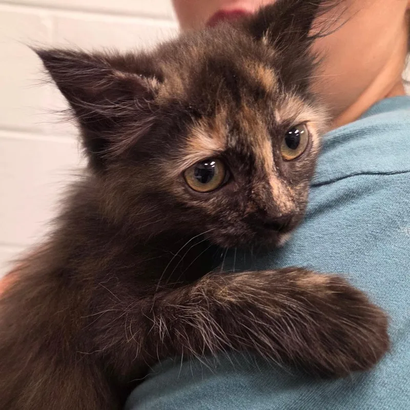 A baby small-sized male Tortoiseshell Domestic Short Hair cat named Reese for adoption in Chattanooga, TN