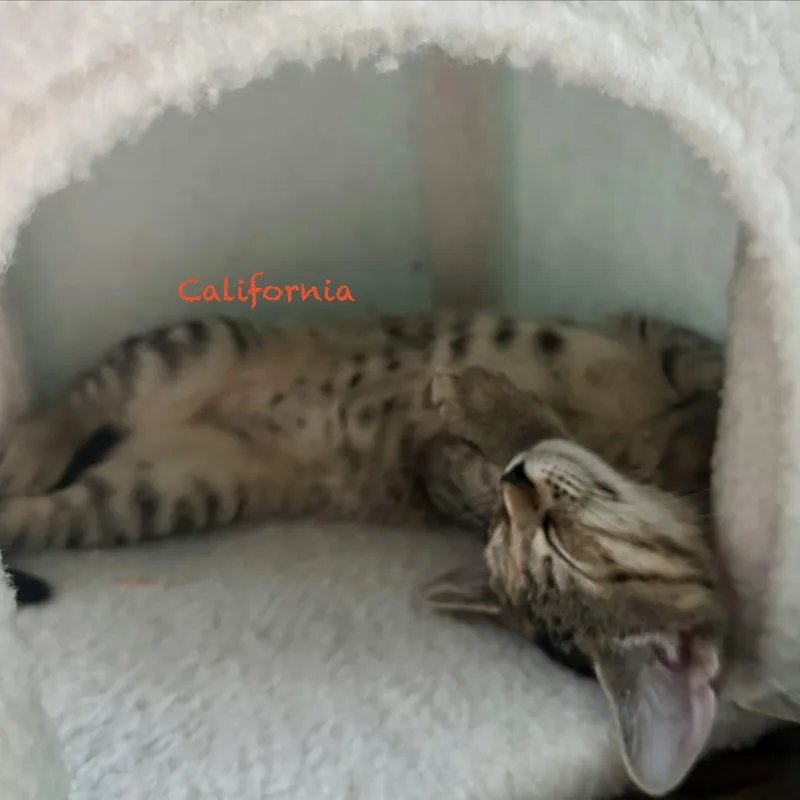 California thumbnail 2