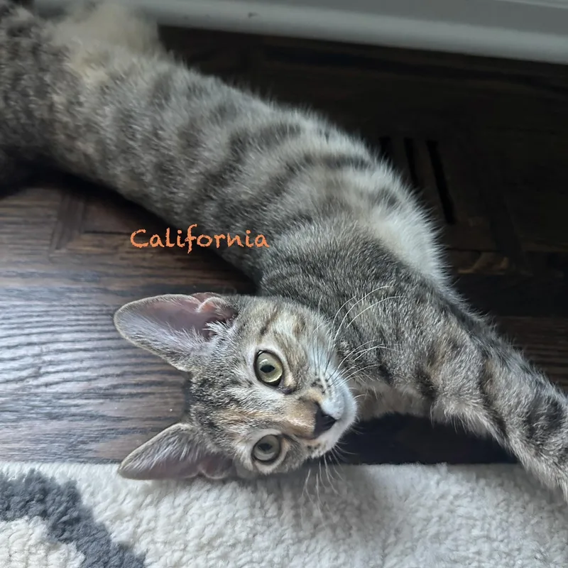 California thumbnail 3