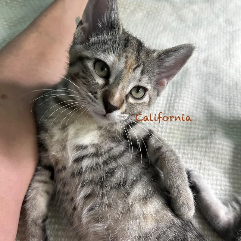 California thumbnail 4
