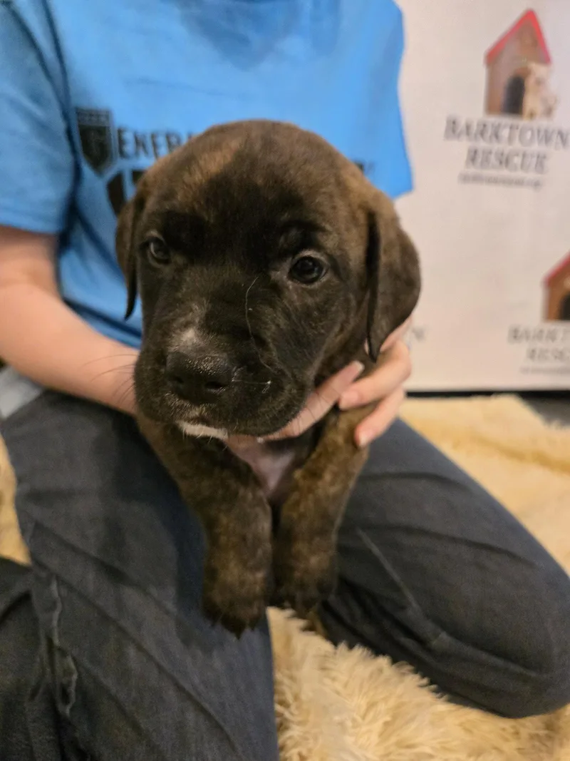A baby large-sized female Australian Cattle Dog / Blue Heeler dog named Meadow for adoption in Boston, KY