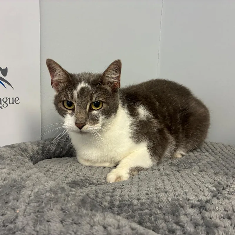 An adult medium-sized female Gray / Blue / Silver Domestic Short Hair cat named Luna for adoption in Morganfield, KY