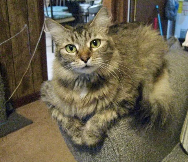 An adult medium-sized female Tabby (Brown / Chocolate) Maine Coon cat named Sunny for adoption in Mobile, AL