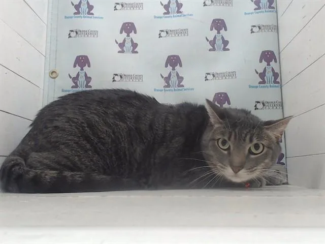 An adult small-sized male Domestic Short Hair cat named Prince for adoption in Orlando, FL