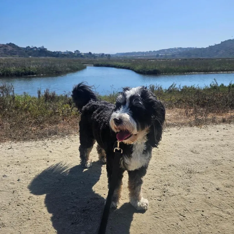 An adult medium-sized female Bernese Mountain Dog dog named Mika for adoption in San Diego, CA