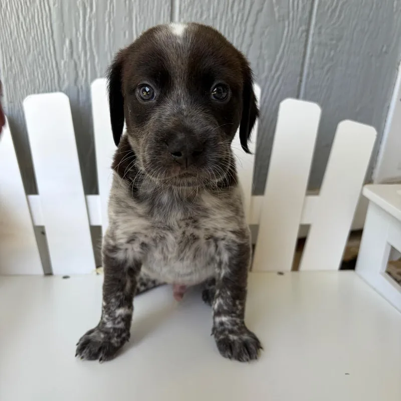 A baby medium-sized male White / Cream Mixed Breed dog named Nashville for adoption in Fredericksburg, TX