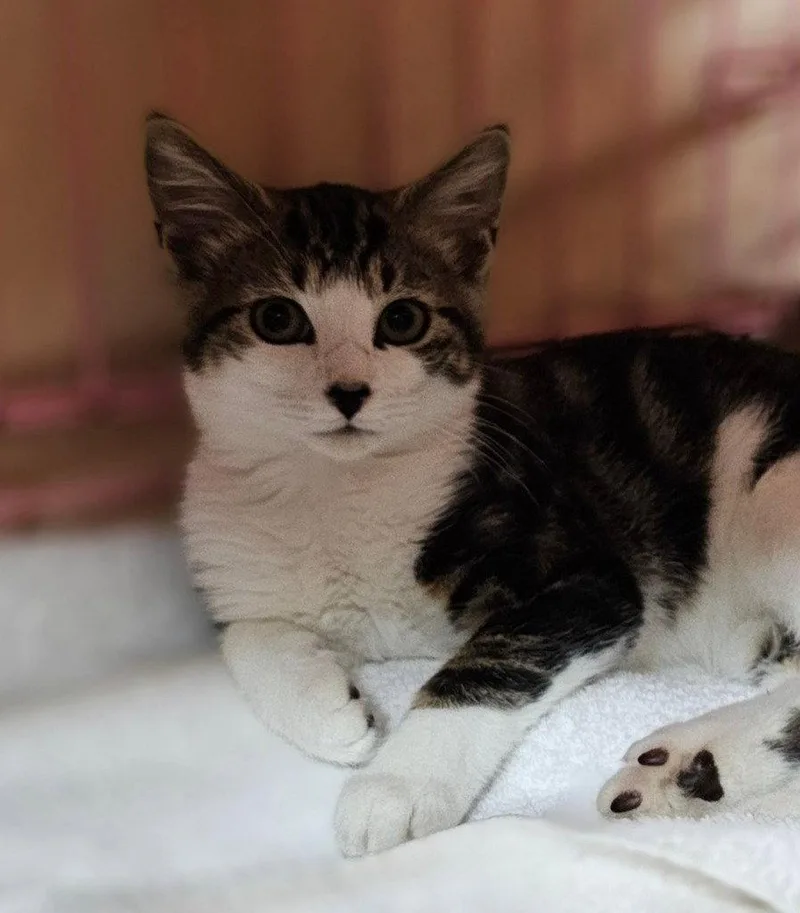 A baby small-sized female Domestic Medium Hair cat named Lennon for adoption in Lovingston, VA