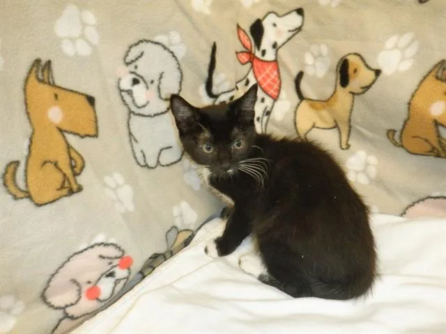 A baby small-sized male Domestic Short Hair cat named Dalmatian for adoption in San Jose, CA