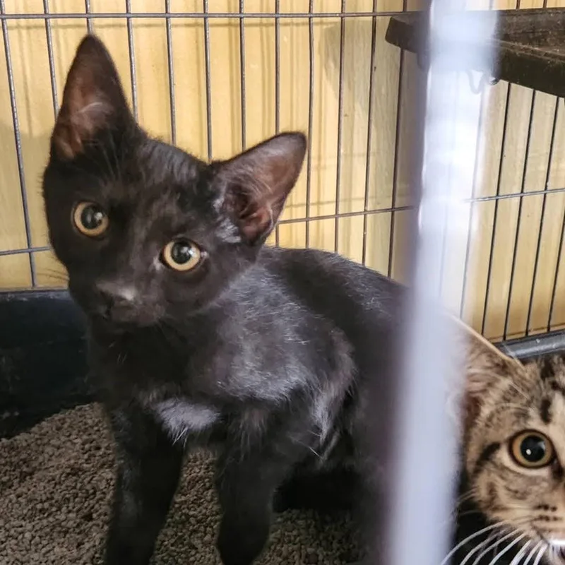 A baby medium-sized female Domestic Short Hair cat named Oreanna for adoption in Tampa, FL