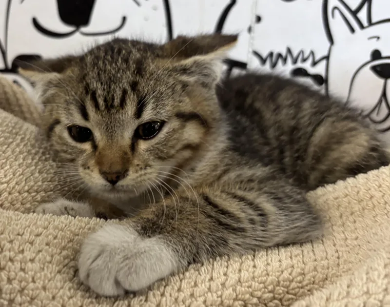 A baby small-sized male Domestic Short Hair cat named Jack for adoption in San Pedro, CA