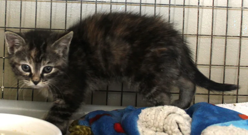Crumpet thumbnail 3