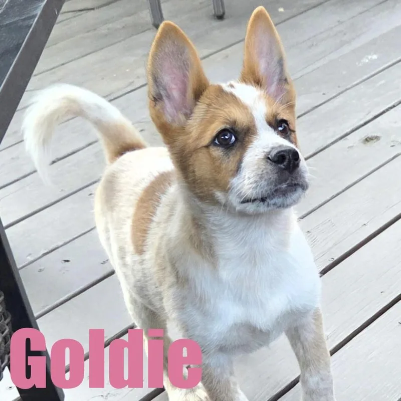 Goldie thumbnail 4