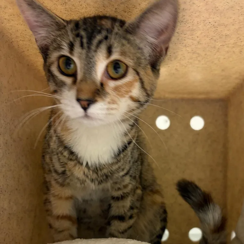A young small-sized female Brown / Chocolate Domestic Short Hair cat named Mindy for adoption in Reno, NV