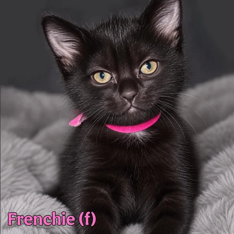 A baby small-sized female Black Domestic Medium Hair cat named Frenchy for adoption in Fremont, NE