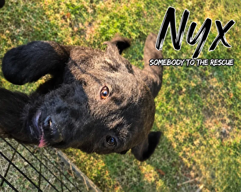 A baby medium-sized female Black Mixed Breed dog named Nyx for adoption in Corinth, MS