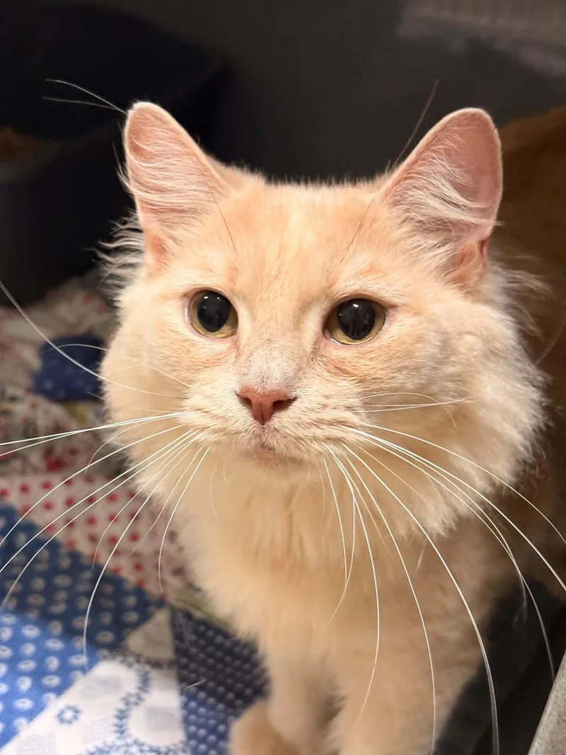 An adult medium-sized female Domestic Medium Hair cat named Claudette for adoption in Paris, ME