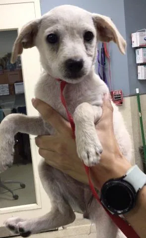 A young small-sized female Terrier dog named Nugget for adoption in Riverside, CA