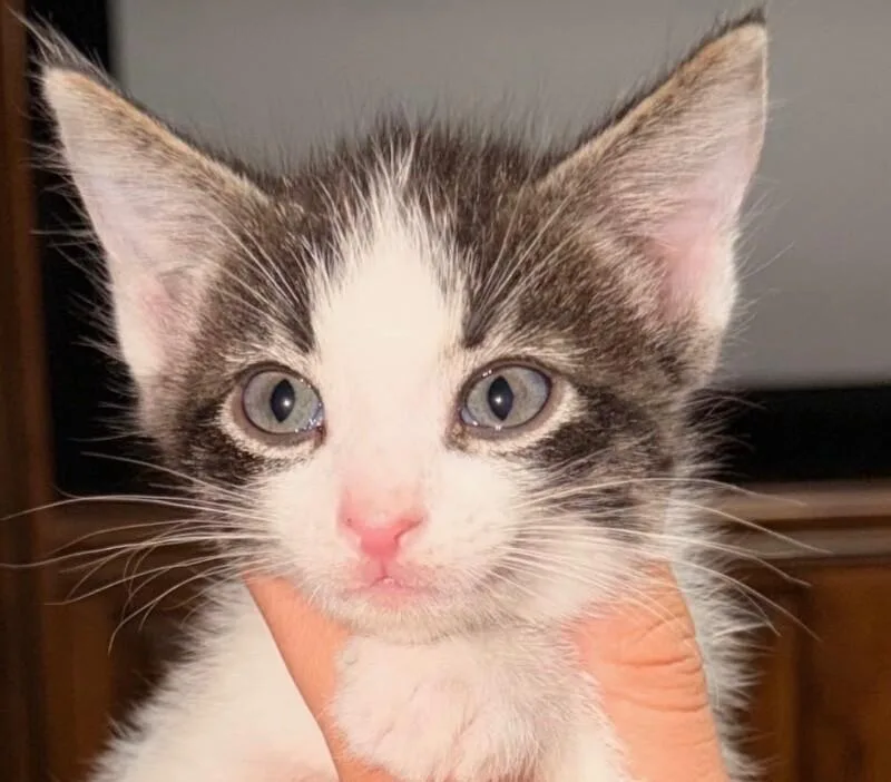 A baby medium-sized male Black Tabby cat named Bowtie Noodles Litter for adoption in Anthem, AZ