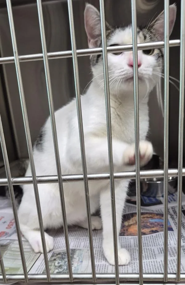 A young small-sized male Domestic Short Hair cat named Ifc for adoption in Lawrenceville, GA