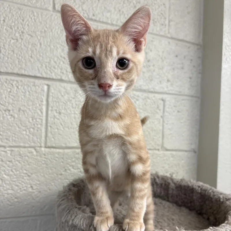 A baby small-sized male Buff / Tan / Fawn Domestic Short Hair cat named Runner for adoption in Monroe, MI
