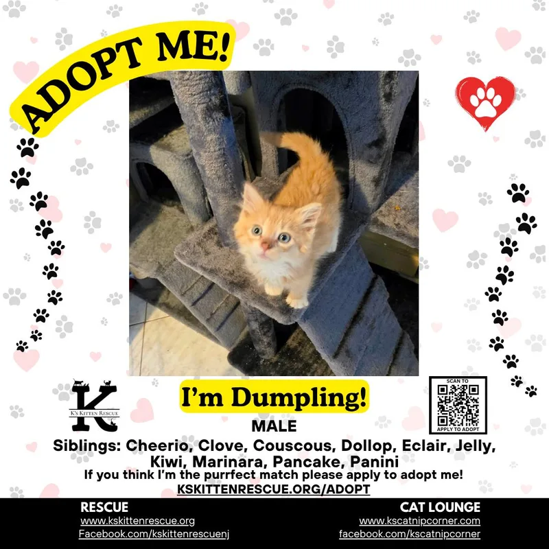 A baby medium-sized male Orange & White Domestic Short Hair cat named Dumpling for adoption in Brick, NJ
