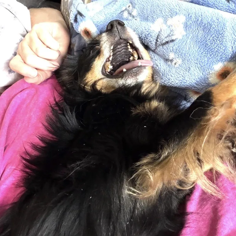 An adult small-sized male Pomeranian dog named Jackson for adoption in Bessemer, AL