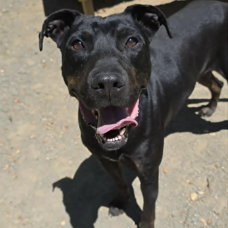 An adult medium-sized male Black Labrador Retriever dog named Charlie for adoption in Orange, VA