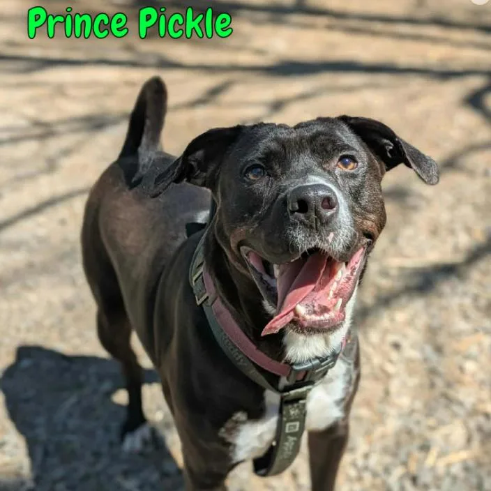 Prince Pickle