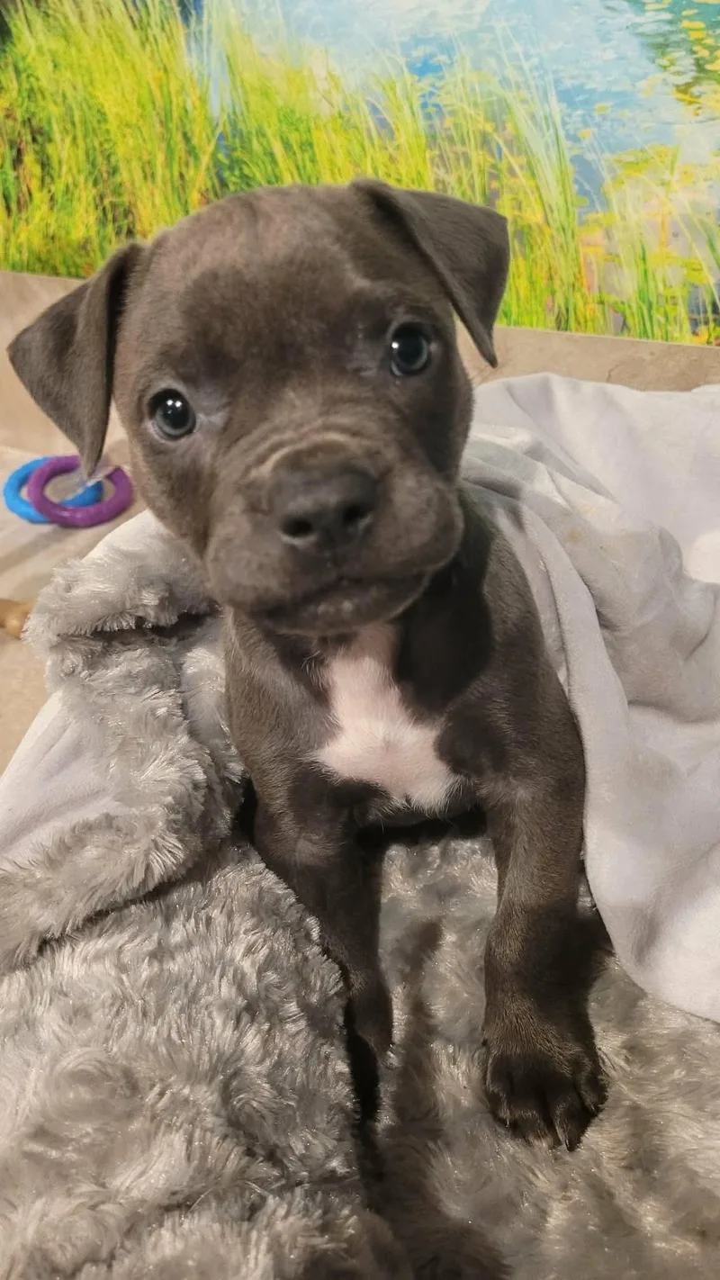 A baby large-sized female Gray / Blue / Silver Pit Bull Terrier dog named Trix for adoption in Beavercreek, OR
