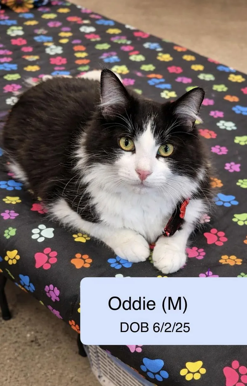 Odie