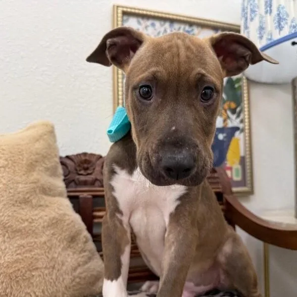 A baby medium-sized male Brown / Chocolate Pit Bull Terrier dog named Jack Jolly Good Boy for adoption in Friendswood, TX