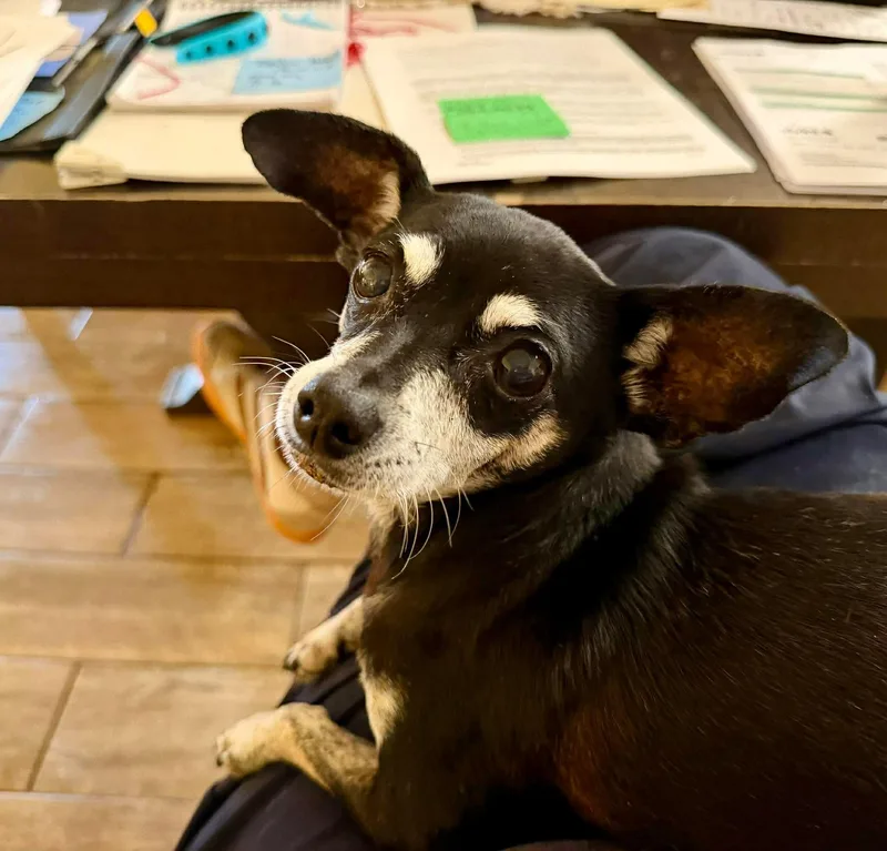 An adult small-sized female Apricot / Beige Chihuahua dog named Tia for adoption in Austin, TX