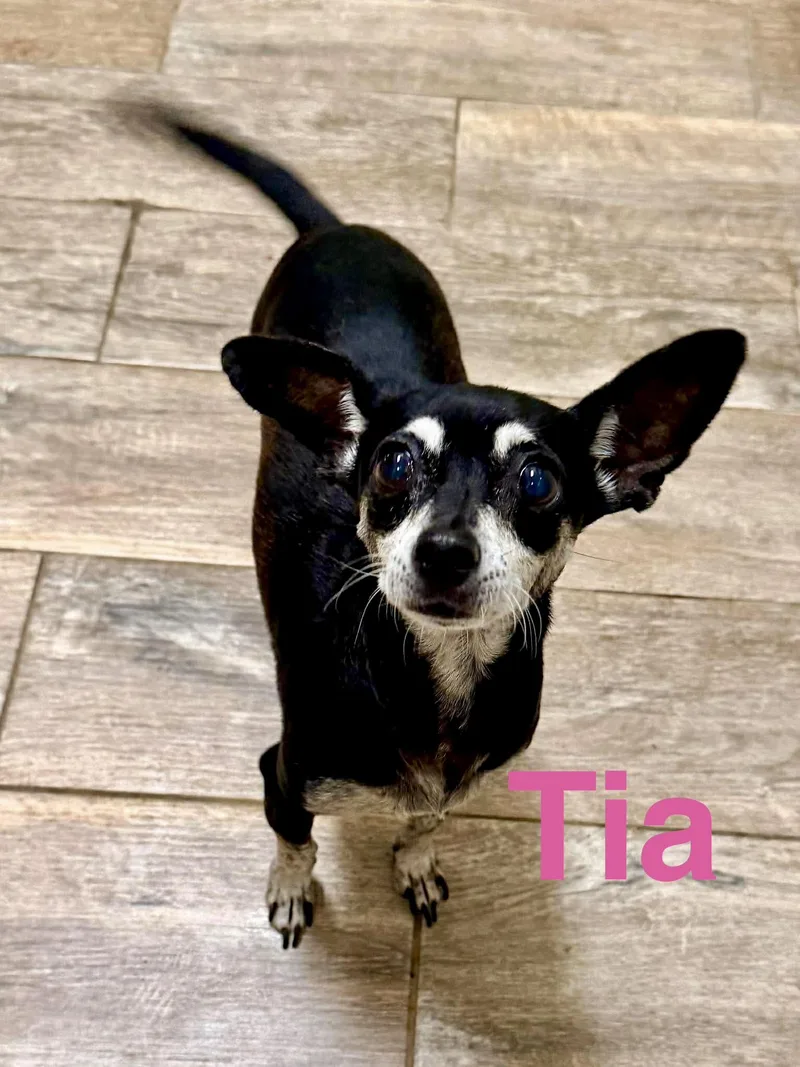 Tia thumbnail 4