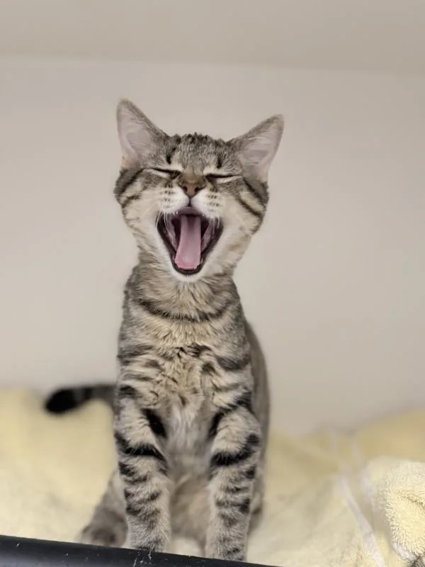 A baby small-sized male Tabby (Brown / Chocolate) British Shorthair cat named Mitas for adoption in Fruit Heights, UT