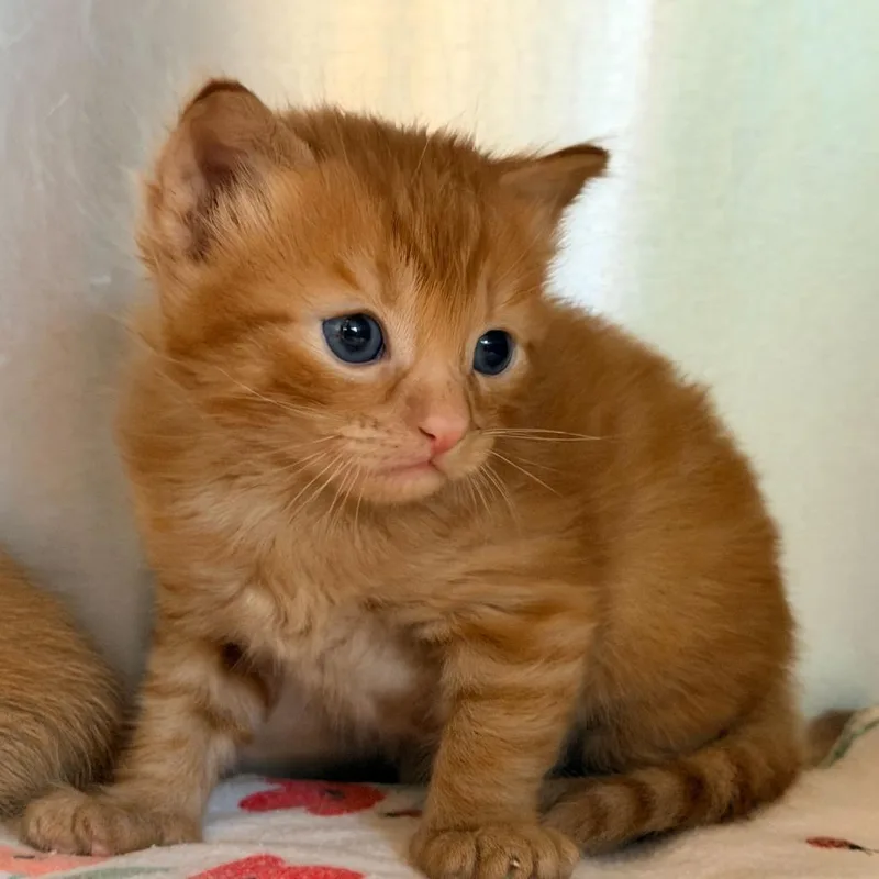 A baby small-sized female Orange / Red Domestic Short Hair cat named Rigatoni for adoption in Los Angeles, CA