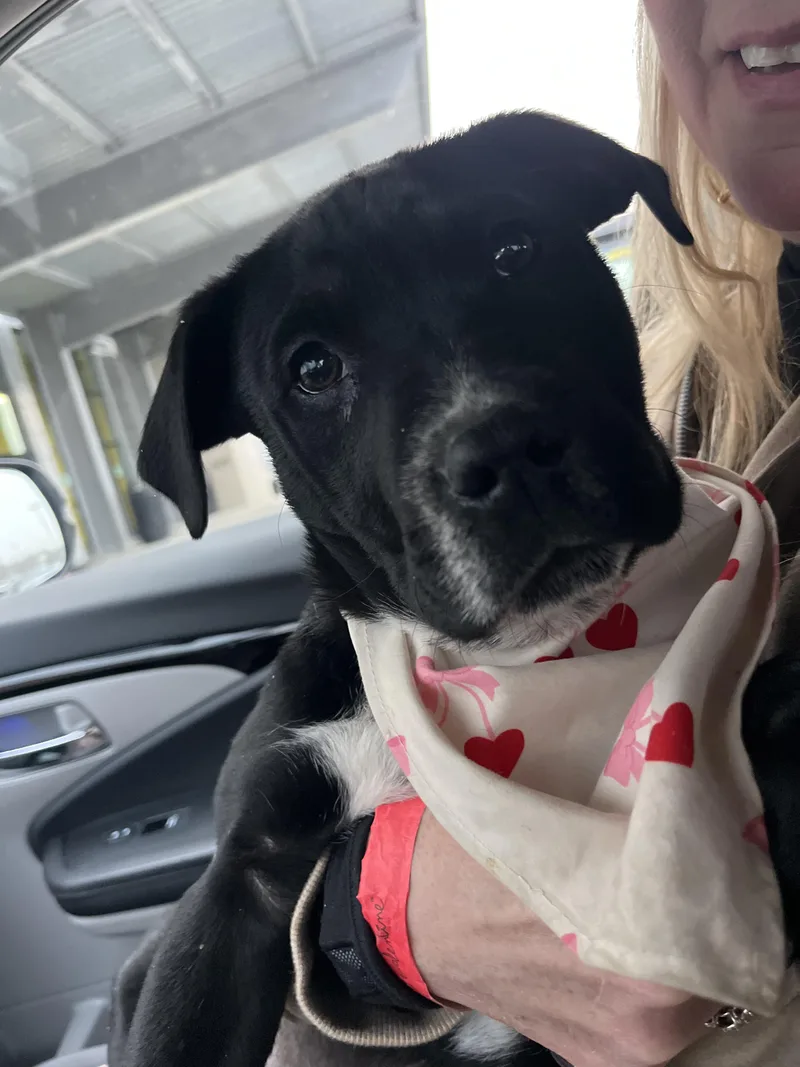 A baby medium-sized male Mixed Breed dog named Jack for adoption in Miamitown, OH