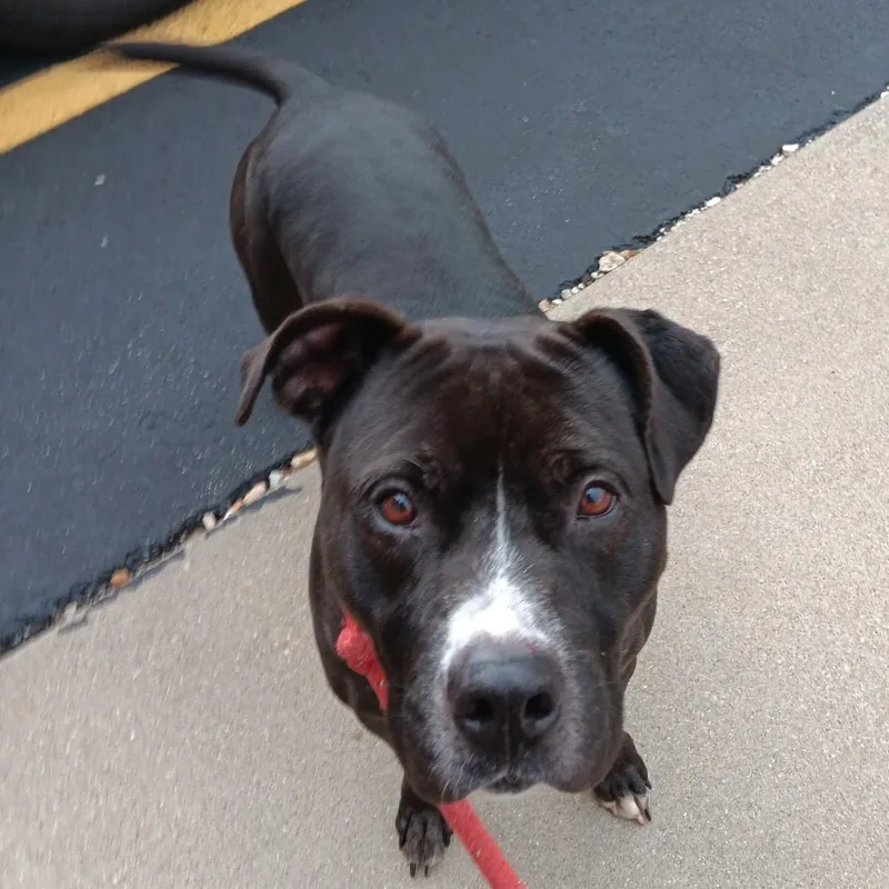 An adult large-sized male Black Pit Bull Terrier dog named Jax for adoption in Springfield, MO